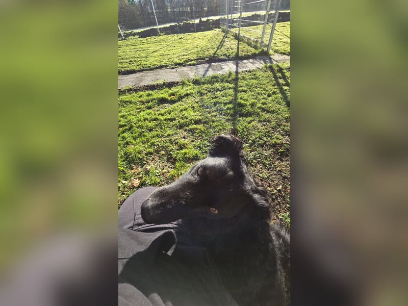 Wunderschöner Loki sucht Pflegestelle oder ruhiges Zuhause