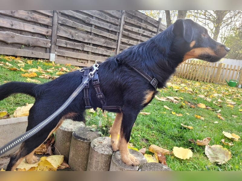 Günni - ein besonderer Hund sucht seine Menschen