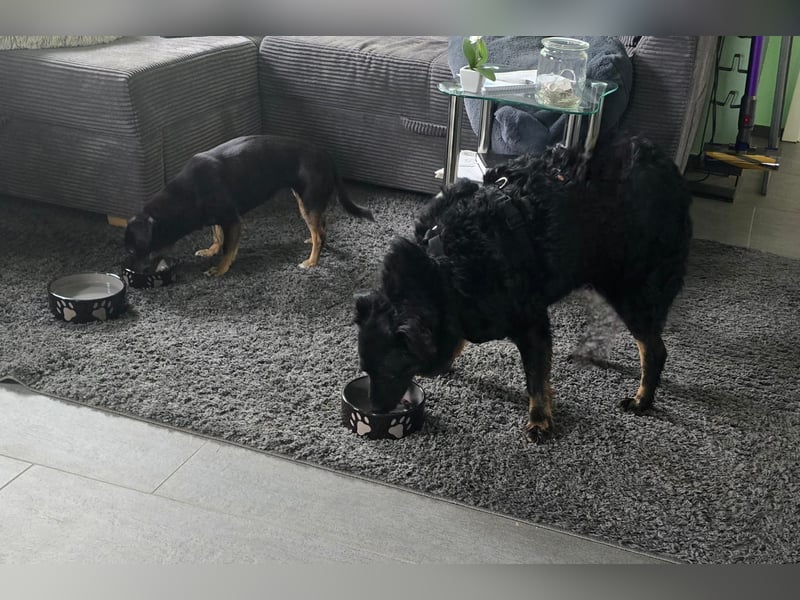 Wunderschöner Loki sucht Pflegestelle oder ruhiges Zuhause