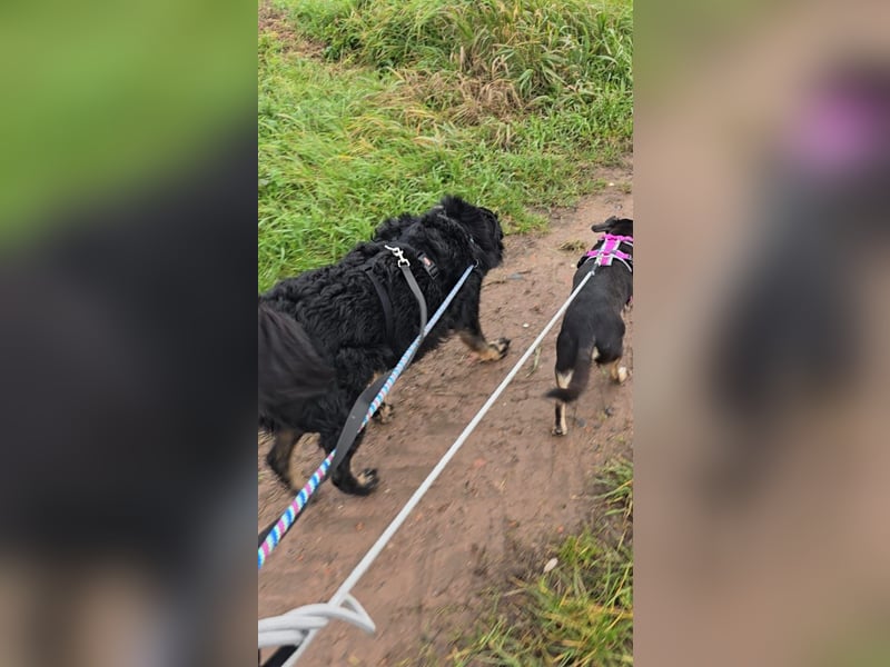 Wunderschöner Loki sucht Pflegestelle oder ruhiges Zuhause