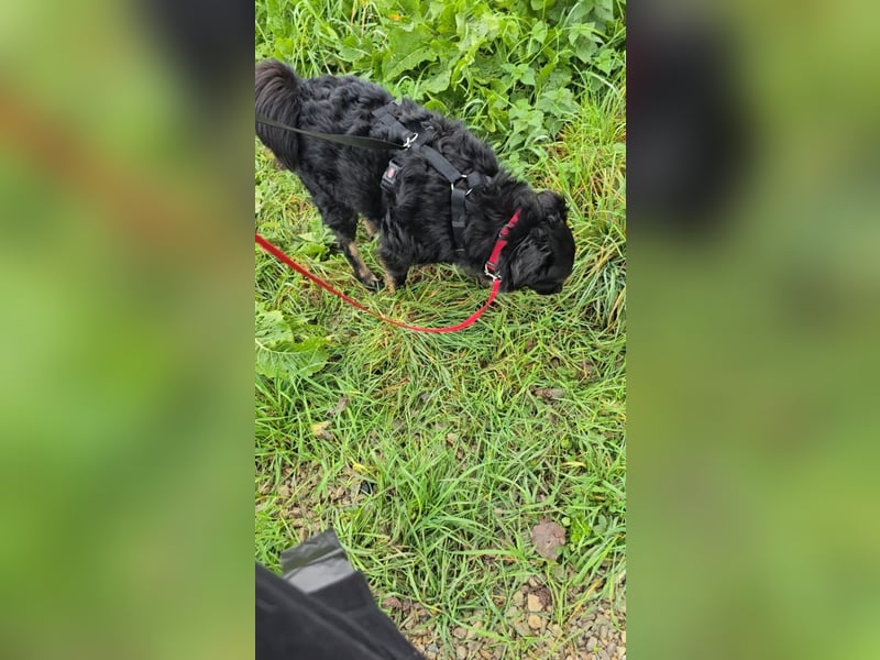 Wunderschöner Loki sucht Pflegestelle oder ruhiges Zuhause