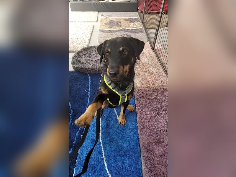 Günni - ein besonderer Hund sucht seine Menschen