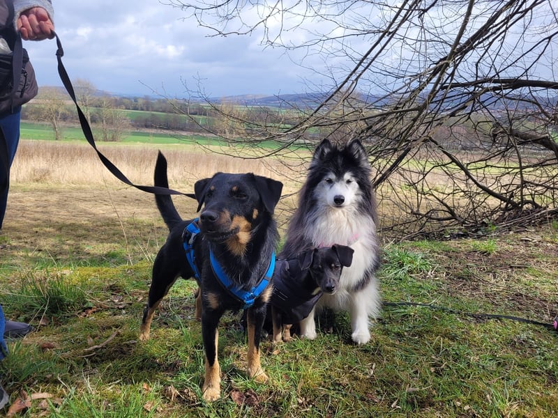 Günni - ein besonderer Hund sucht seine Menschen
