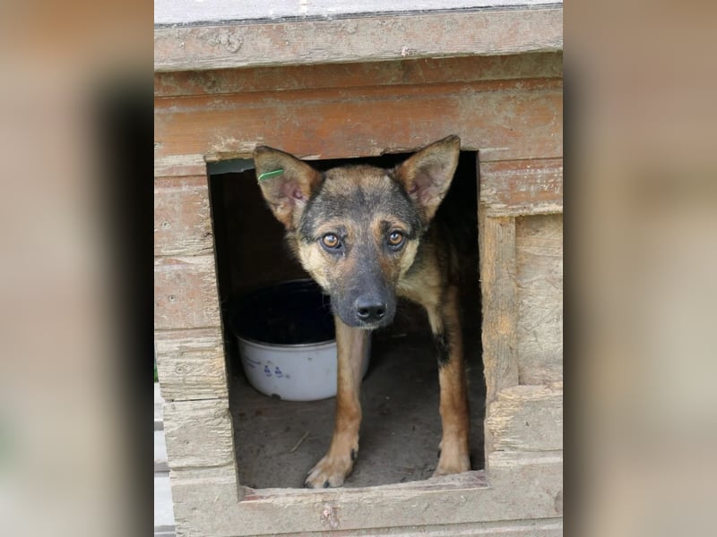 ängstliche ROMY sucht Vertrauen
