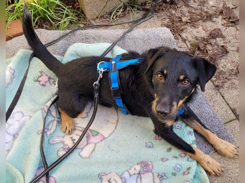 Günni - ein besonderer Hund sucht seine Menschen