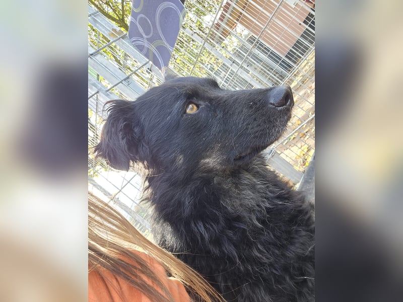 Wunderschöner Loki sucht Pflegestelle oder ruhiges Zuhause