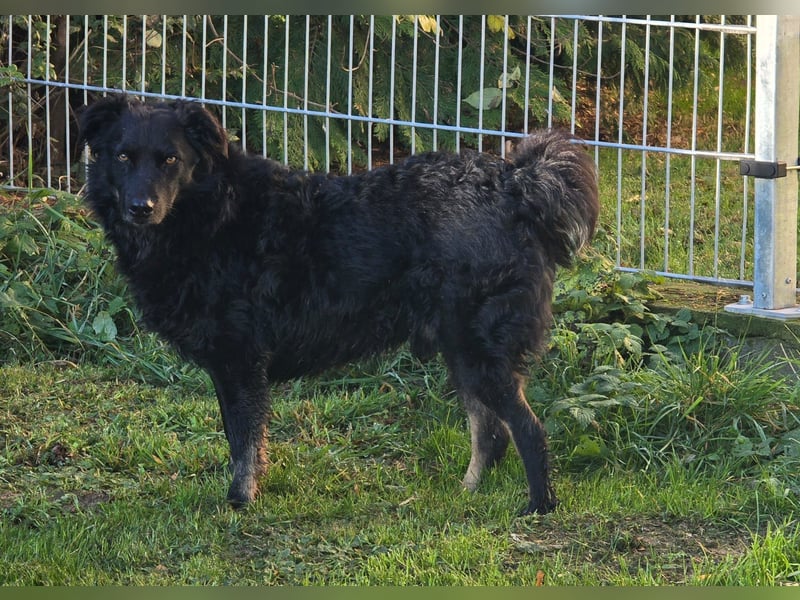 Wunderschöner Loki sucht Pflegestelle oder ruhiges Zuhause