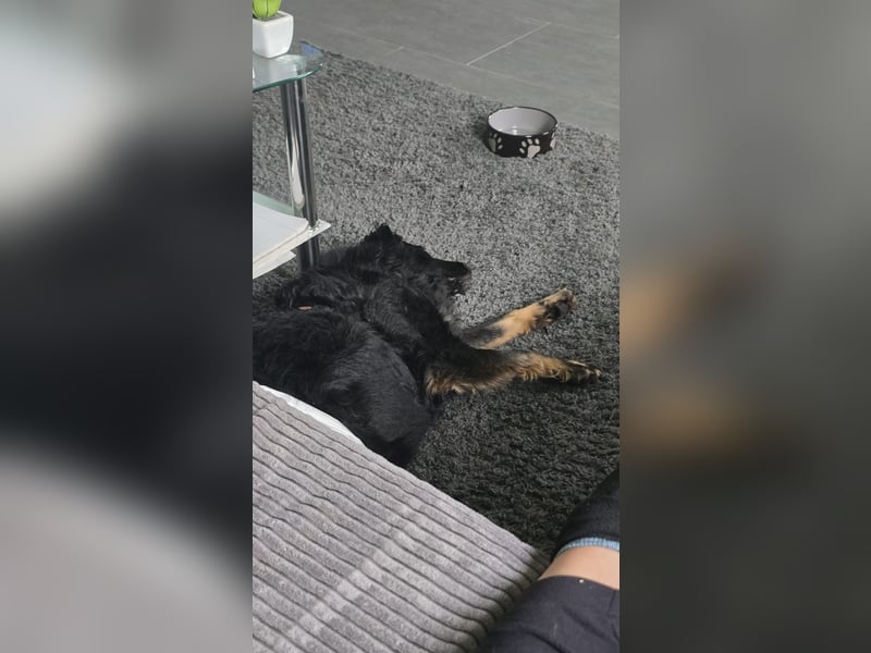 Wunderschöner Loki sucht Pflegestelle oder ruhiges Zuhause