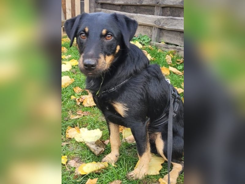 Günni - ein besonderer Hund sucht seine Menschen
