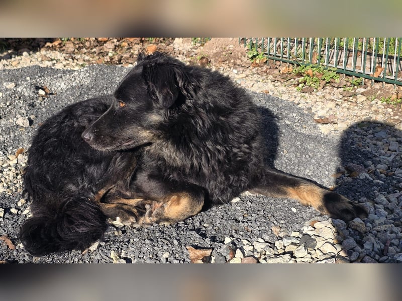 Wunderschöner Loki sucht Pflegestelle oder ruhiges Zuhause