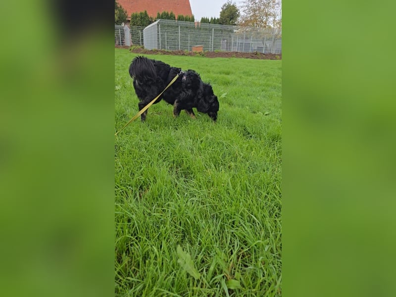 Wunderschöner Loki sucht Pflegestelle oder ruhiges Zuhause