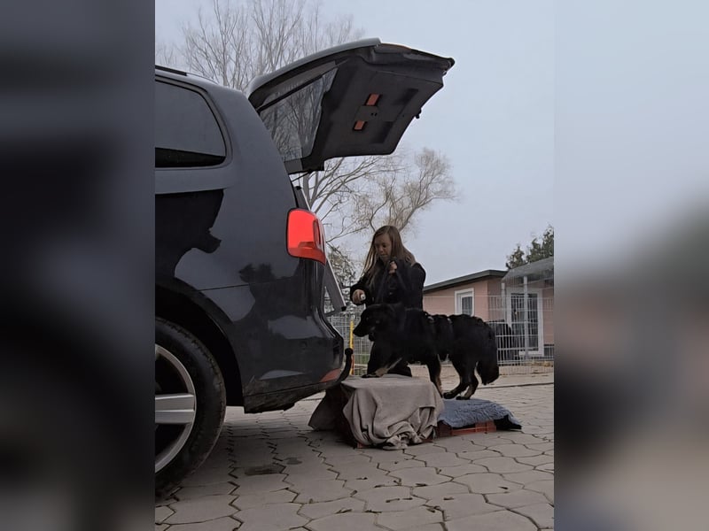 Wunderschöner Loki sucht Pflegestelle oder ruhiges Zuhause