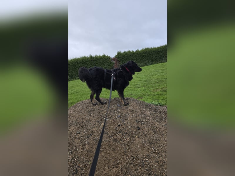Wunderschöner Loki sucht Pflegestelle oder ruhiges Zuhause