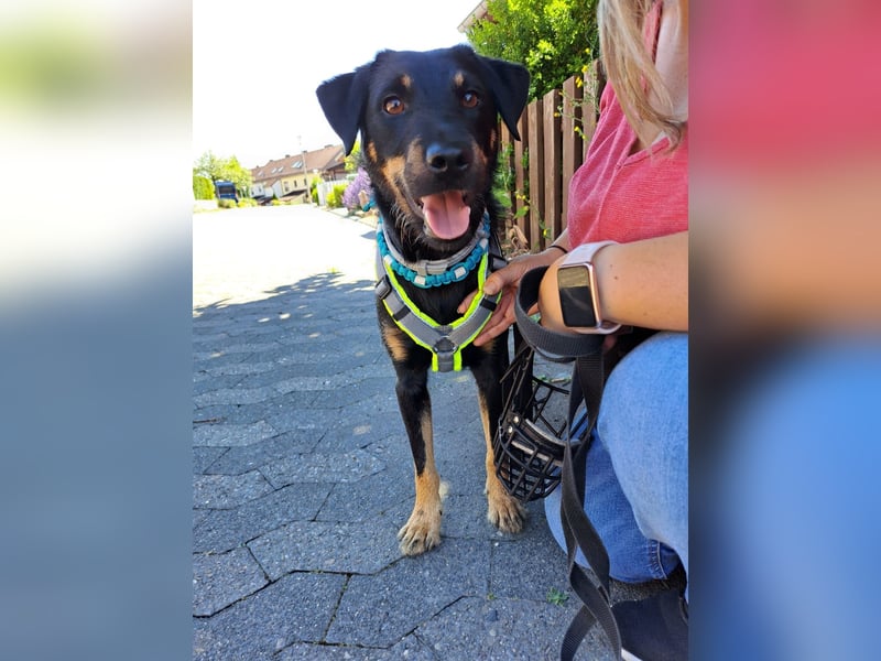 Günni - ein besonderer Hund sucht seine Menschen