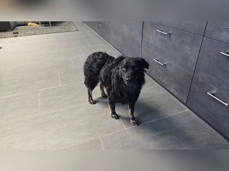 Wunderschöner Loki sucht Pflegestelle oder ruhiges Zuhause