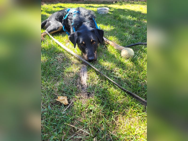 Günni - ein besonderer Hund sucht seine Menschen