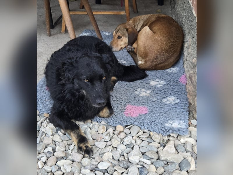 Wunderschöner Loki sucht Pflegestelle oder ruhiges Zuhause