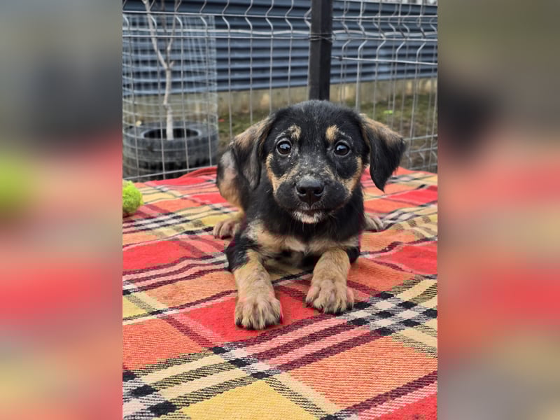 Danira - bereit für ein eigenes Zuhause!