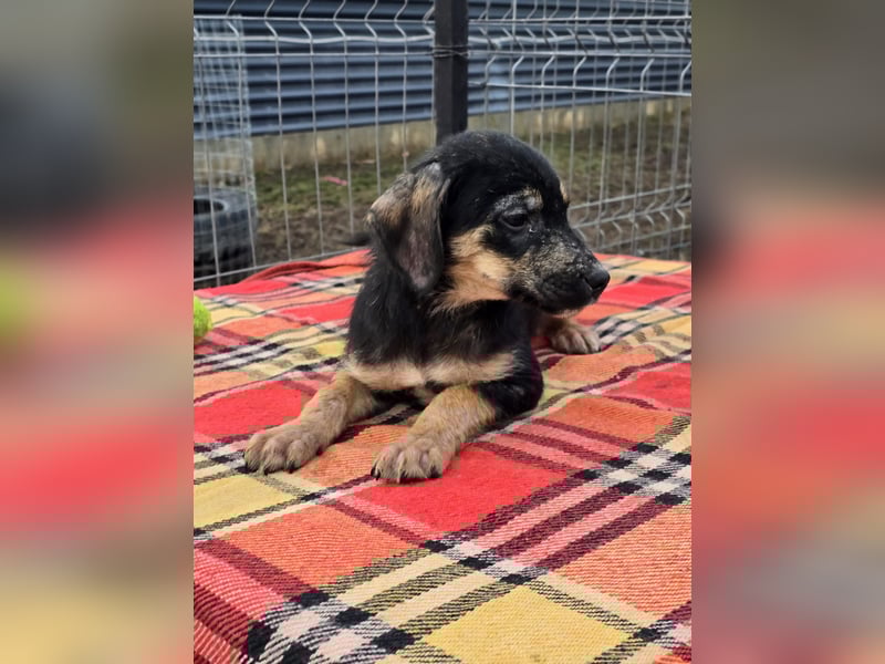 Danira - bereit für ein eigenes Zuhause!