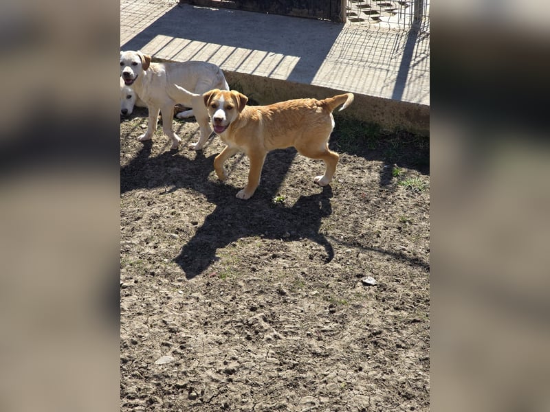 Dobby - sucht sein Körbchen!