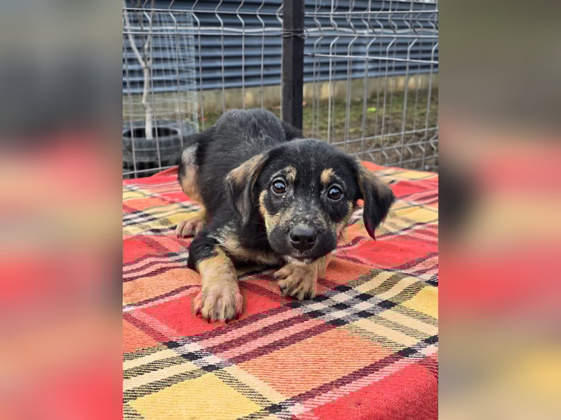 Danira - bereit für ein eigenes Zuhause!