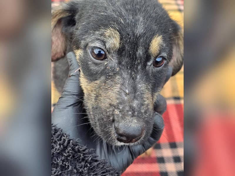 Danira - bereit für ein eigenes Zuhause!