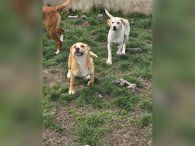 Dobby - sucht sein Körbchen!