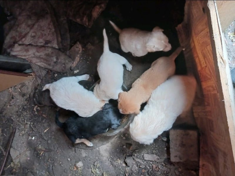 Danira - bereit für ein eigenes Zuhause!