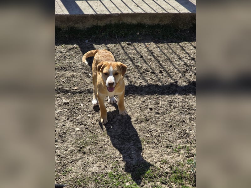 Dobby - sucht sein Körbchen!
