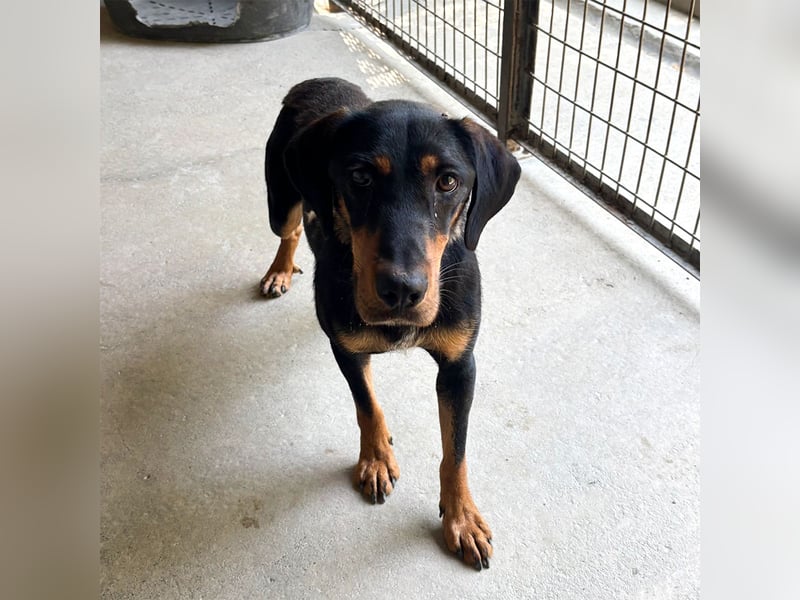 YARO – VORSICHTIGER JUNGHUND MIT SANFTEM WESEN