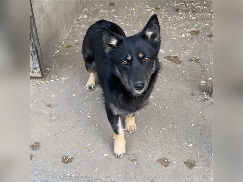 AMALIA- MUSSTE IHR ZUHAUSE VERLASSEN