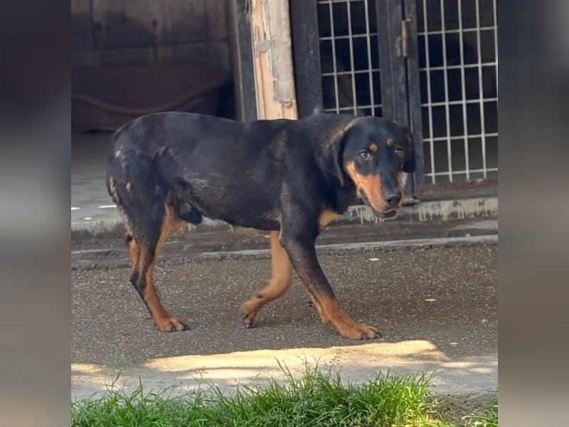 YARO – VORSICHTIGER JUNGHUND MIT SANFTEM WESEN