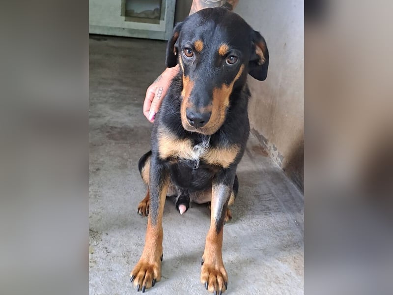 YARO – VORSICHTIGER JUNGHUND MIT SANFTEM WESEN