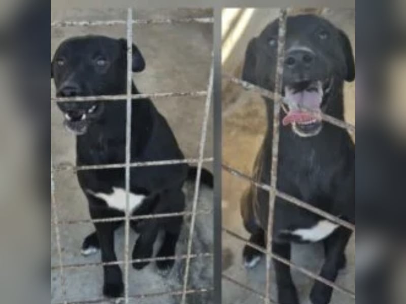 Shield - treuer Blick, großes Herz