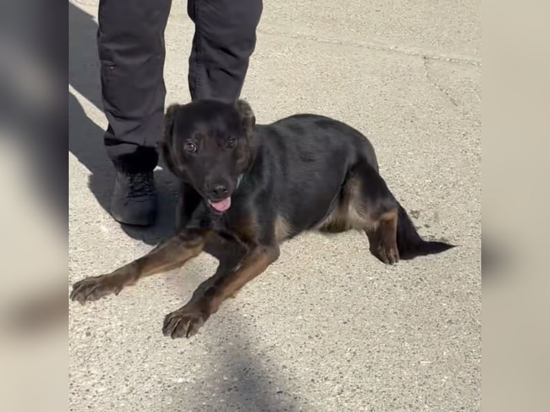 MOANA - HATTE KEINE SCHÖNE VERGANGENHEIT