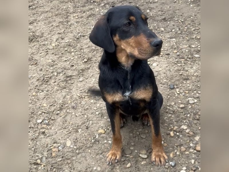 YARO – VORSICHTIGER JUNGHUND MIT SANFTEM WESEN