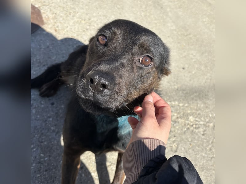 MOANA - HATTE KEINE SCHÖNE VERGANGENHEIT