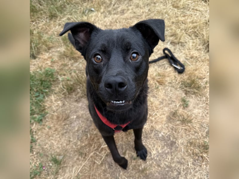 NORTON SUCHT ZUHAUSE