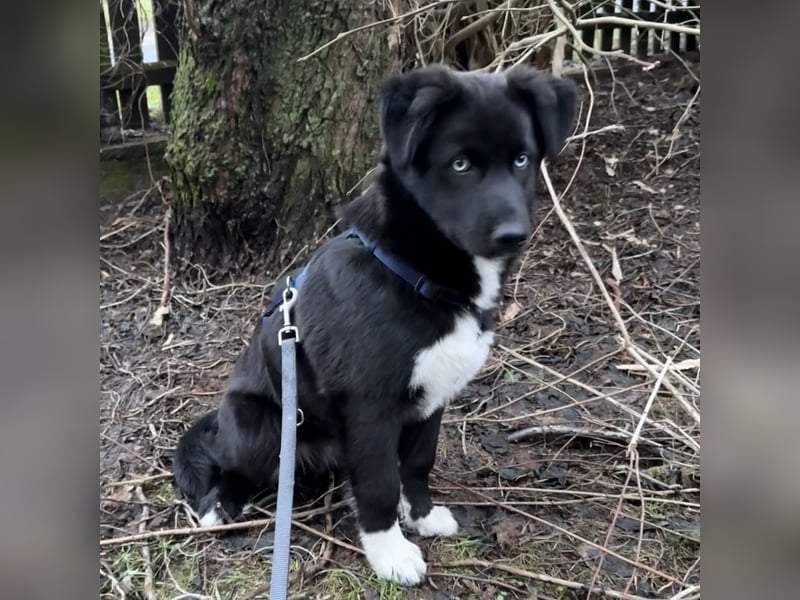 MILAN SUCHT EIN RUHIGES ZUHAUSE