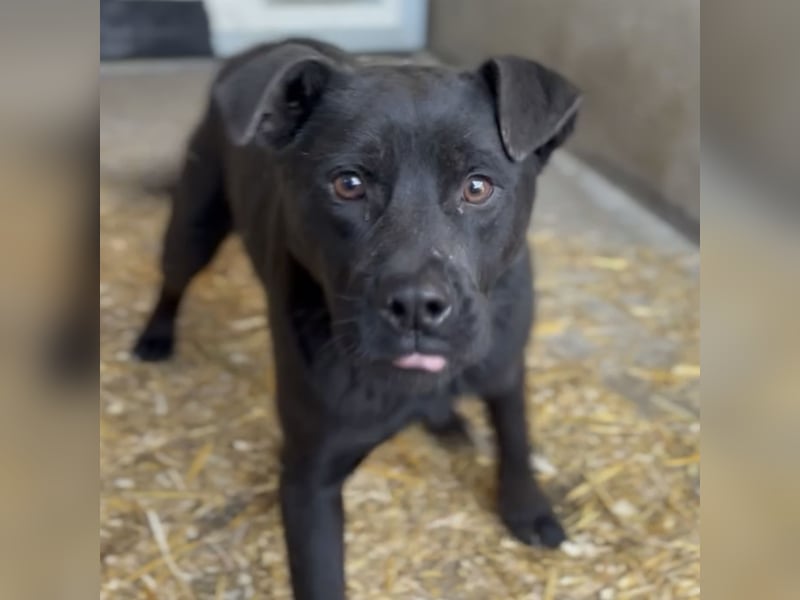 NORTON SUCHT ZUHAUSE