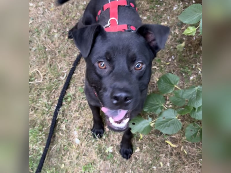 NORTON SUCHT ZUHAUSE