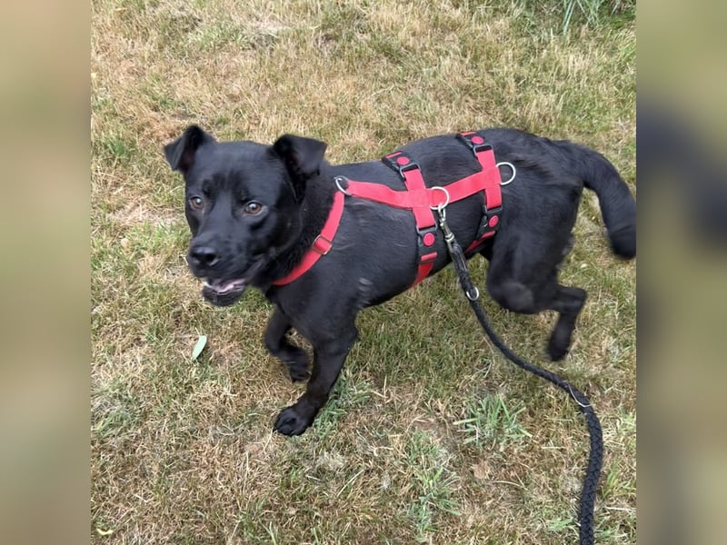 NORTON SUCHT ZUHAUSE