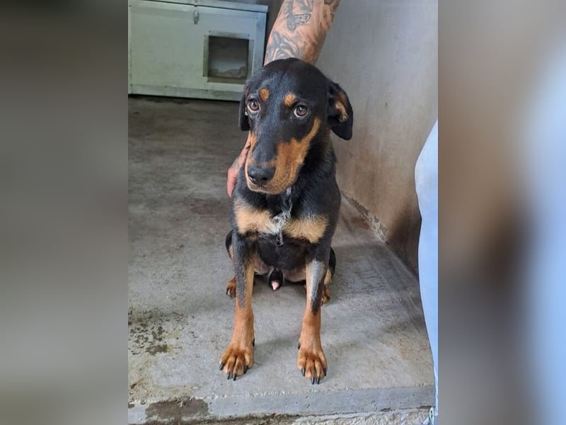 YARO – VORSICHTIGER JUNGHUND MIT SANFTEM WESEN