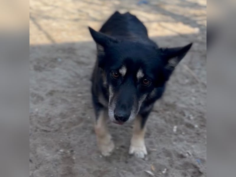 AMALIA- MUSSTE IHR ZUHAUSE VERLASSEN