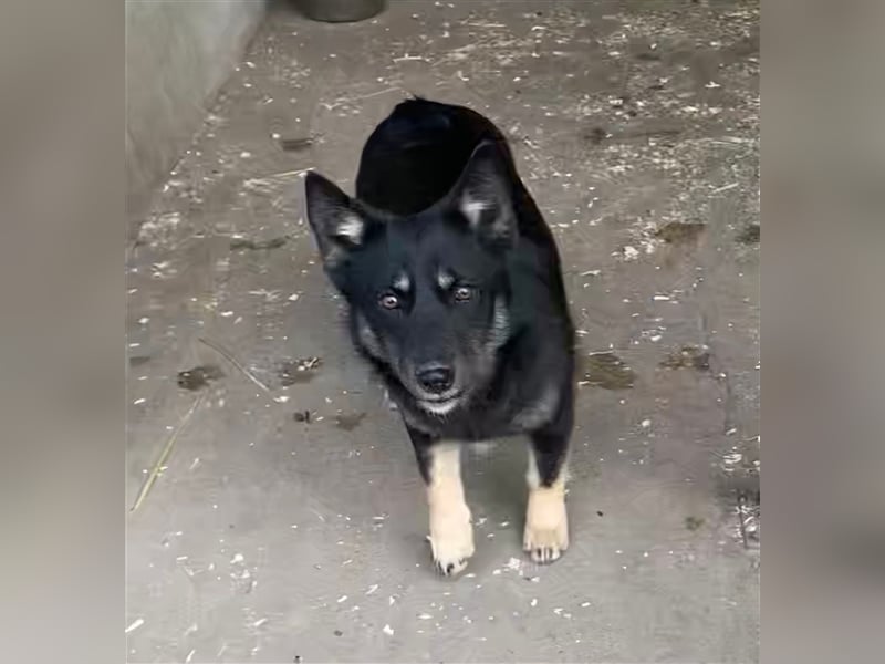 AMALIA- MUSSTE IHR ZUHAUSE VERLASSEN