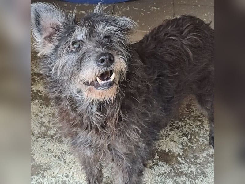 PICI - LEBTE IM WOHNWAGEN