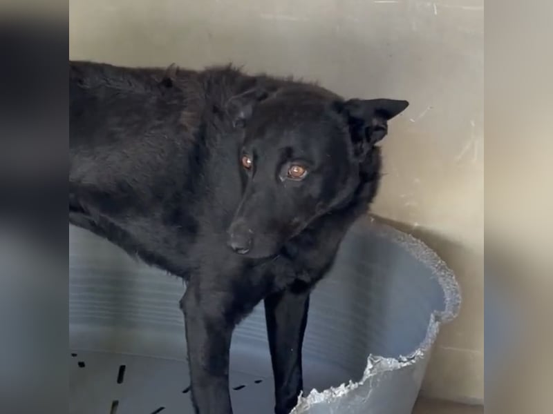 PANDA WURDE SCHWER VERLETZT GEFUNDEN