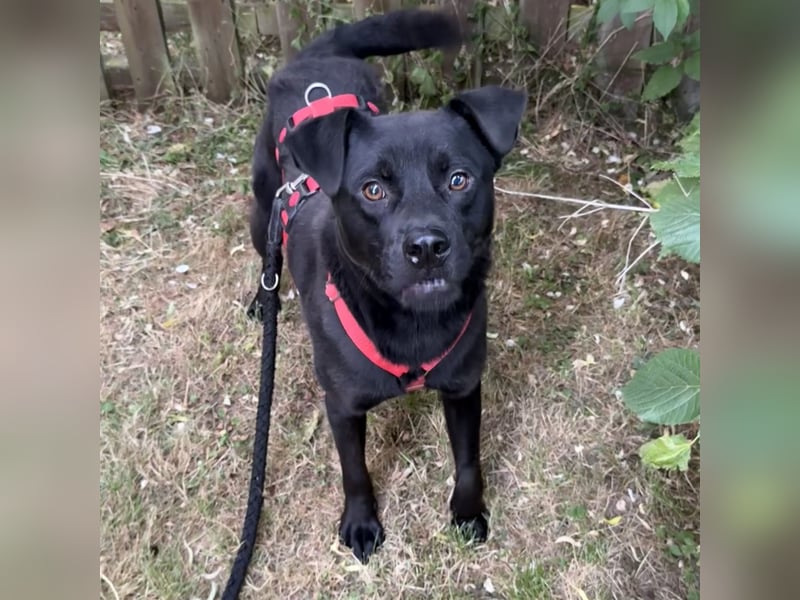 NORTON SUCHT ZUHAUSE