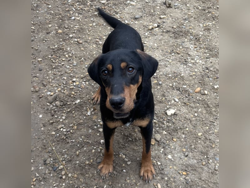 YARO – VORSICHTIGER JUNGHUND MIT SANFTEM WESEN