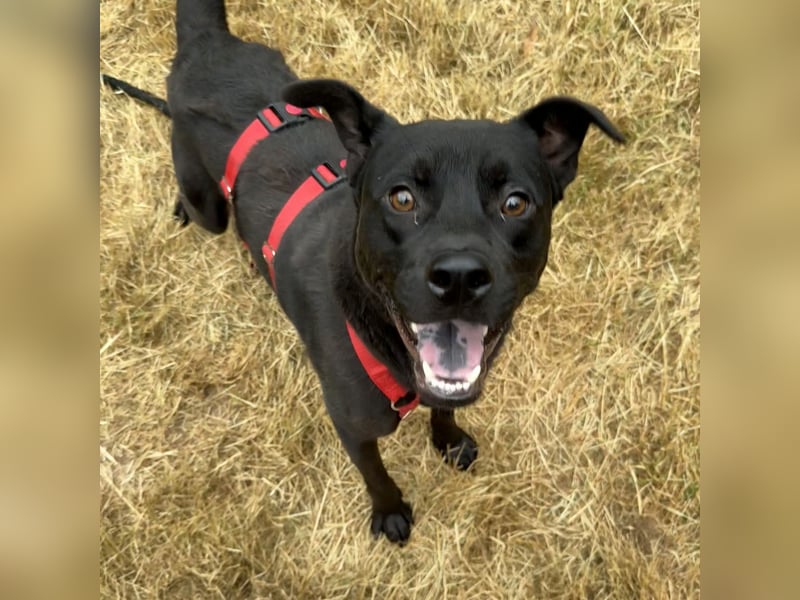 NORTON SUCHT ZUHAUSE